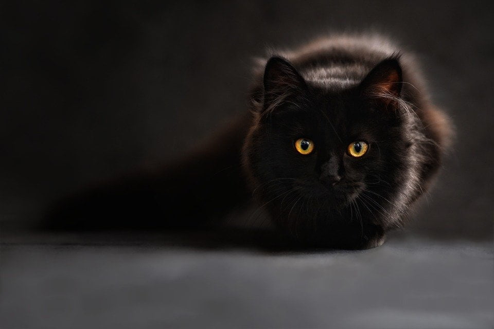 Oração do gato preto para ganhar no jogo do bicho - JOGO DO BICHO